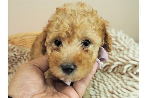 成約済の埼玉県のトイプードル-109527の1枚目